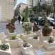 ...al cui interno �abitano� piante grasse come il cactus, il fico d�india, l�aloe, l�opuntia e la crassula